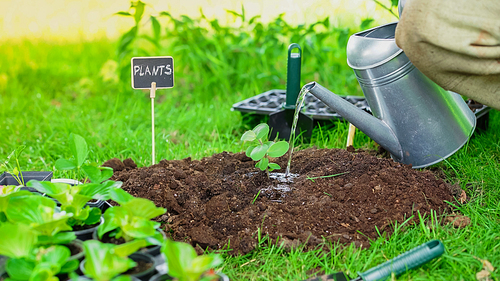 Cropped view of gardener watering plant in soil near board with lettering and grass in garden