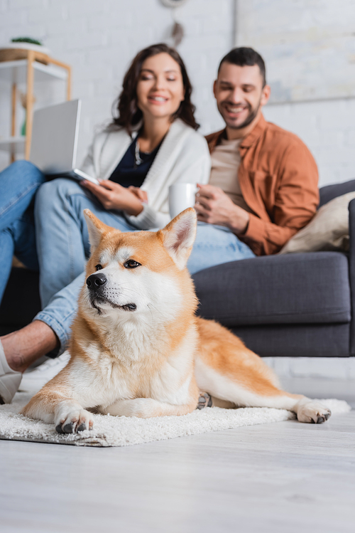 akita inu dog near happy blurred couple with laptop and cup