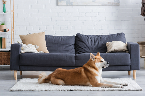 akita inu dog lying on carpet in modern living room
