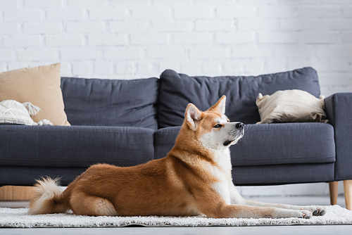 akita inu dog lying on carpet near couch in modern living room