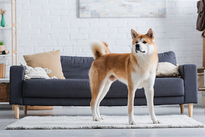 akita inu dog standing on carpet in modern living room