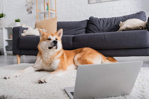 akita inu dog lying on carpet near laptop in modern living room