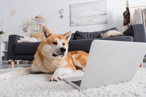 akita inu dog lying on carpet near laptop in living room