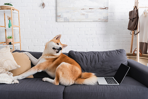 akita inu dog sitting on sofa near laptop in modern living room
