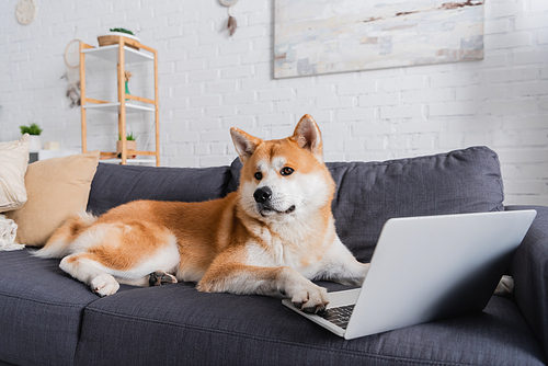 akita inu dog sitting on couch near laptop in modern living room