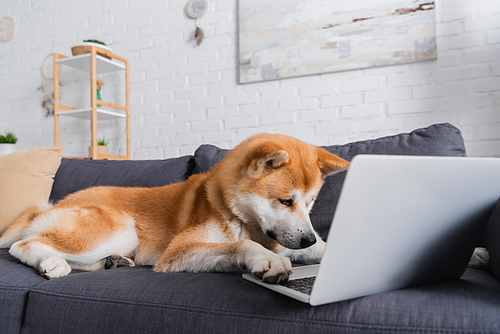 akita inu dog sitting on sofa with laptop in modern living room