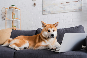 akita inu dog lying on sofa near laptop in modern living room
