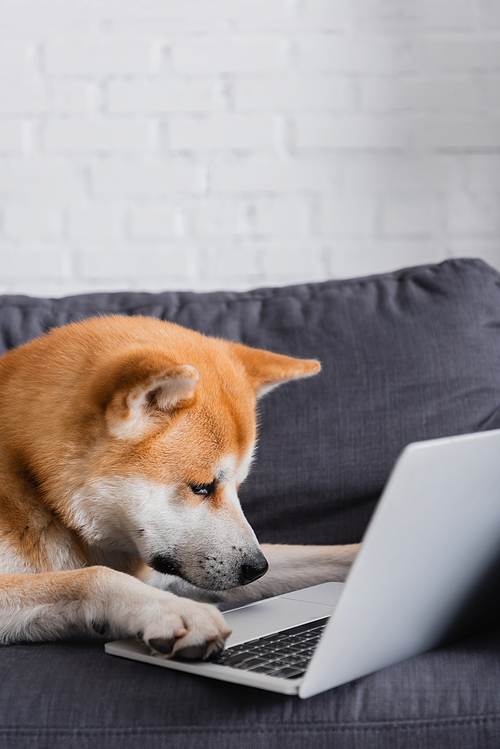 akita inu dog lying near laptop on couch in living room