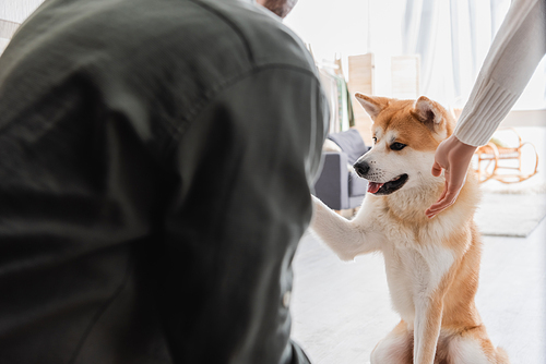 akita inu dog giving paw to cropped man at home