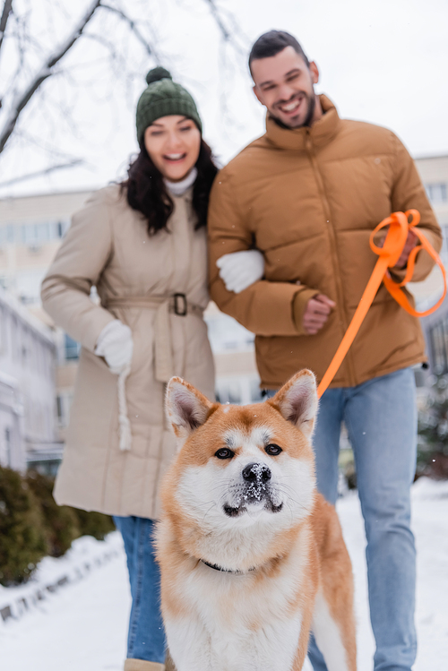 akita inu dog walking outside with happy blurred couple