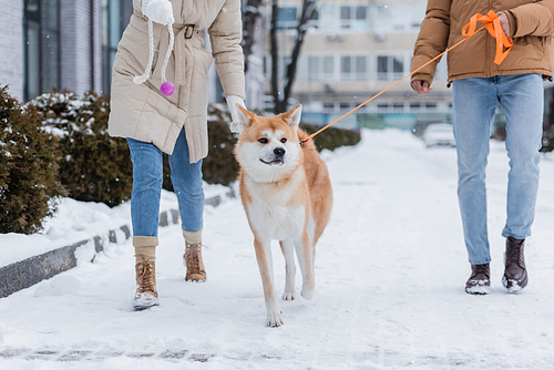 cropped view of man holding leash while walking with girlfriend and akita inu dog