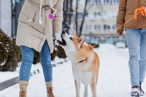 cropped view of man holding leash while walking near girlfriend playing with akita inu dog