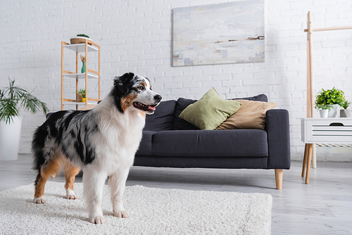 australian shepherd dog looking away and standing on carpet near grey sofa in modern living room