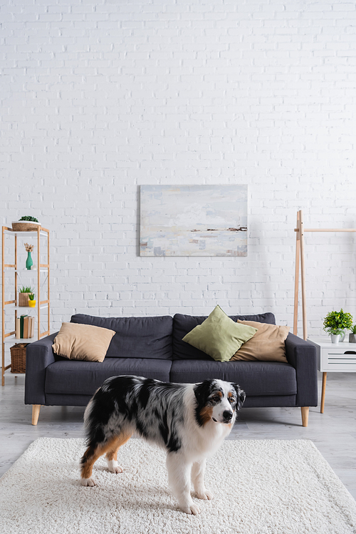 australian shepherd dog standing on carpet in living room