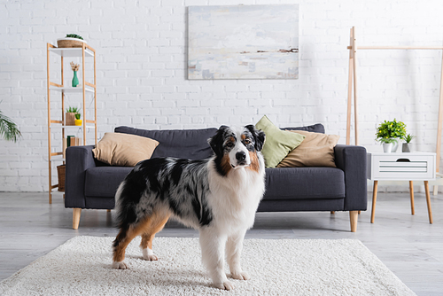 australian shepherd dog standing on carpet in modern living room