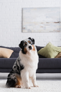 australian shepherd dog sitting on carpet and looking at camera in living room