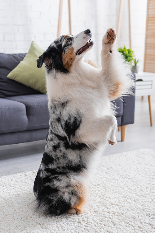 australian shepherd dog sitting on carpet with raised paw in living room