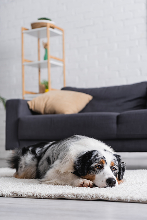 australian shepherd dog lying on carpet near sofa in modern living room