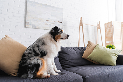 australian shepherd dog sitting on modern sofa in living room