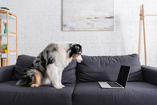 australian shepherd dog looking at laptop on sofa in living room
