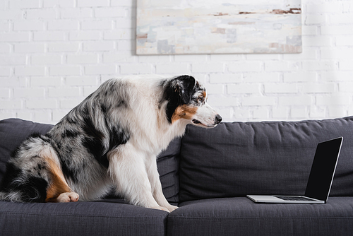 australian shepherd dog looking at laptop on couch