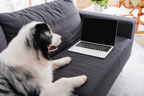 australian shepherd dog looking at laptop with blank screen