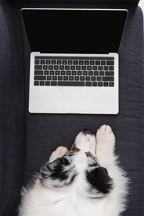 top view of australian shepherd dog looking at laptop with blank screen