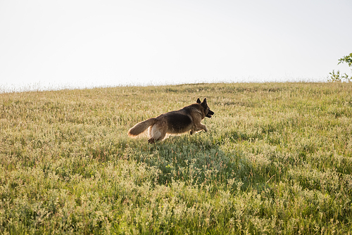 cattle dog running on grassy meadow in countryside