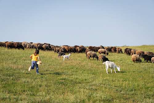 full length of child running towards herd grazing in grassy meadow