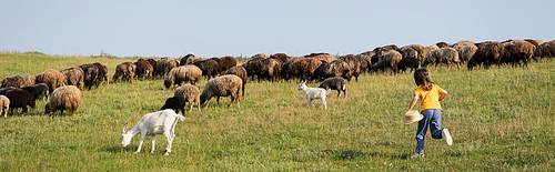 back view of girl running towards herd grazing in green field on summer day, banner