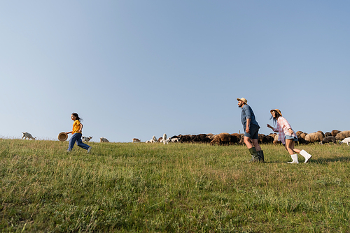 side view of family herding cattle while running in pasture under blue summer sky