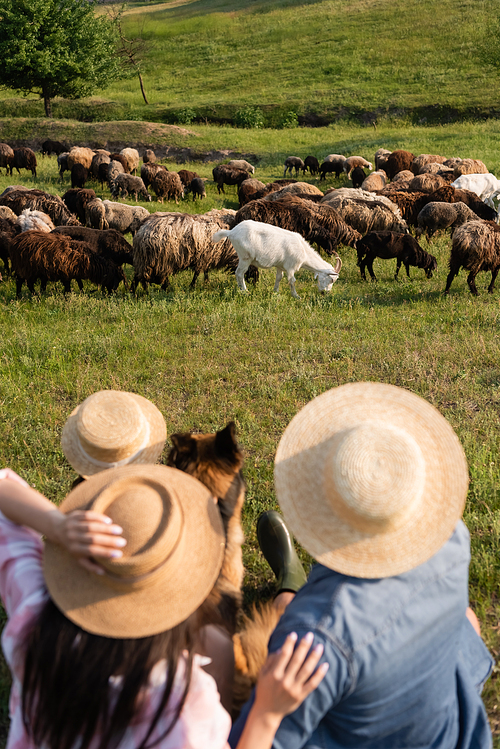 back view of blurred family and cattle dog near flock grazing in grassy field
