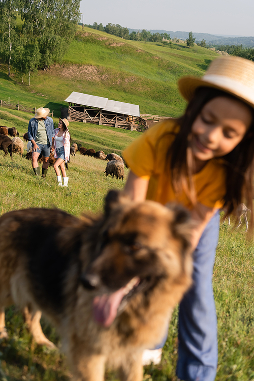 couple in straw hats herding cattle near daughter and cattle dog on blurred foreground