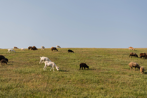 green meadow with grazing herd under blue cloudless sky