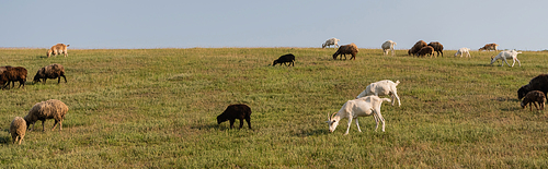 herd grazing in green meadow in countryside, banner