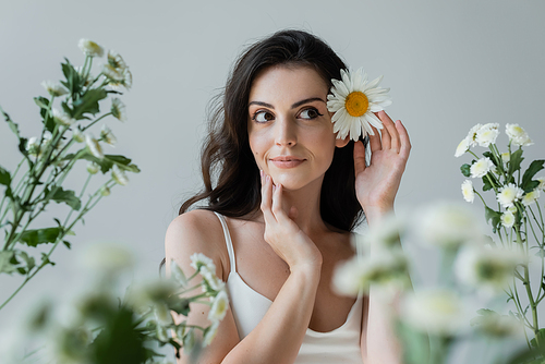 Pretty brunette woman with chamomile in hair looking away near blurred flowers isolated on grey