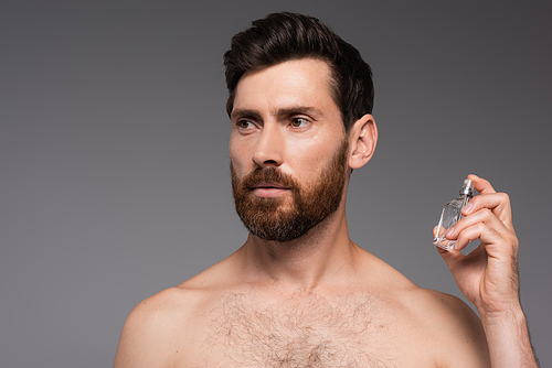 bearded and shirtless man holding bottle with perfume isolated on grey