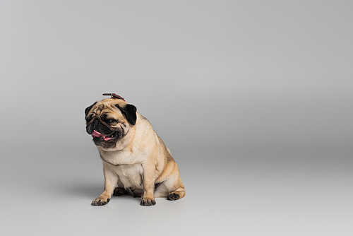 cute pug dog with wrinkles sitting on grey background