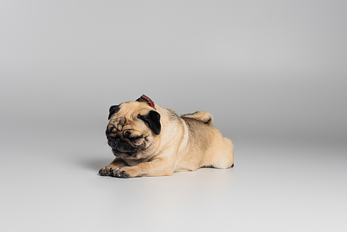 cute pug dog with wrinkles lying while resting on grey background