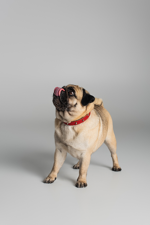 purebred pug dog in red collar looking away and sticking out tongue on grey background