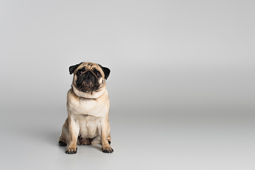purebred pug dog in red collar looking at camera on grey background