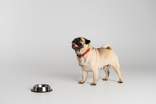 purebred pug dog in red collar standing near stainless bowl on grey background