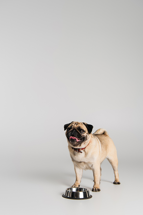 cute pug dog in red collar standing near stainless bowl on grey background