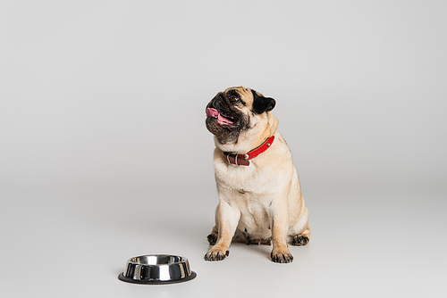 pug dog in red collar sitting near stainless bowl on grey background