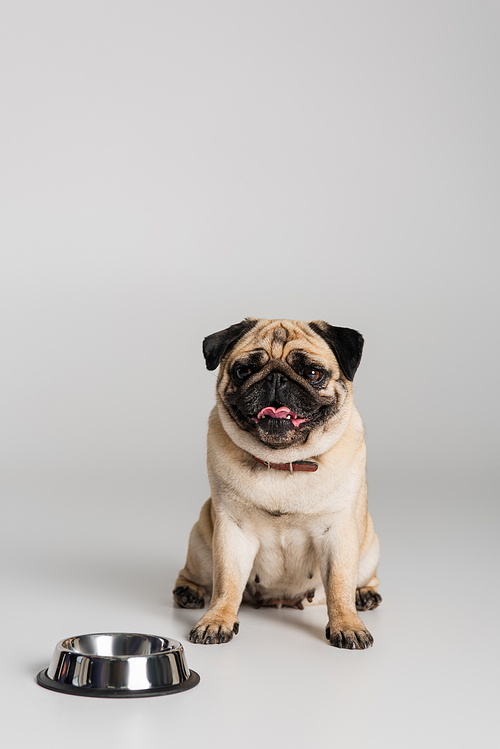 purebred pug dog in collar sitting near stainless bowl on grey background