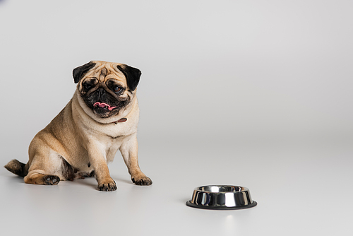 purebred pug dog in red collar sitting near stainless bowl with pet food on grey background