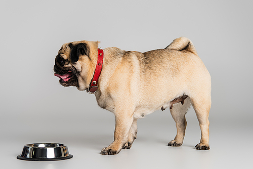side view of purebred pug dog in red collar standing near stainless bowl with pet food on grey