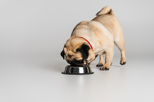 purebred pug dog in red collar eating pet food from stainless bowl on grey background