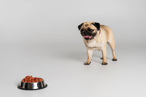 purebred pug dog sticking out tongue near blurred stainless bowl with pet food on grey