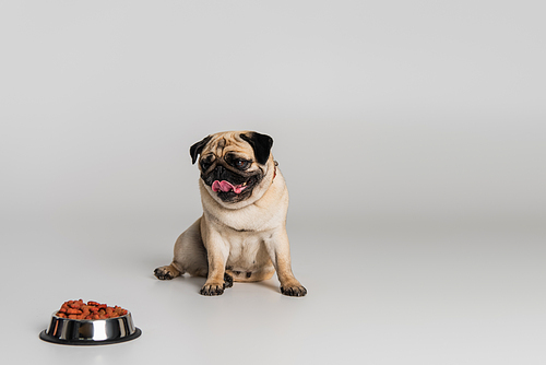 purebred pug dog sticking out tongue near stainless bowl with pet food on grey background